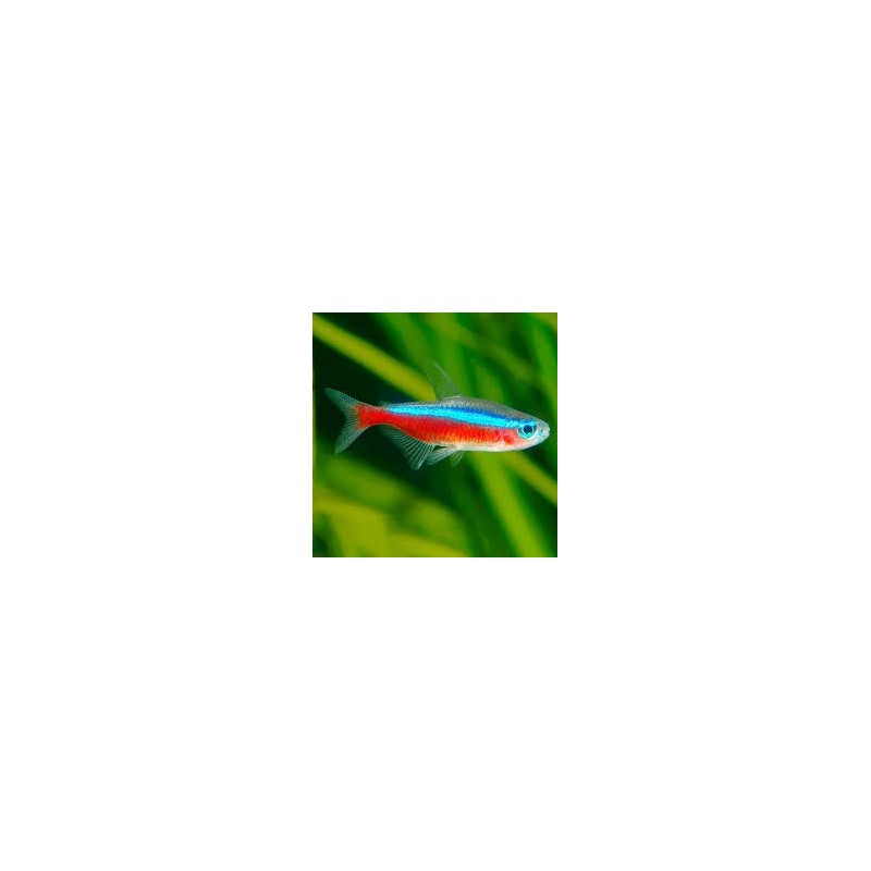 SUPER PECES - Peces de acuario - Tetra Cardenal talla Medium.