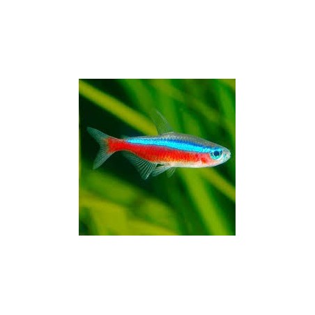 SUPER PECES - Peces de acuario - Tetra Cardenal talla Medium.