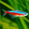 SUPER PECES - Peces de acuario - Tetra Cardenal talla Medium.