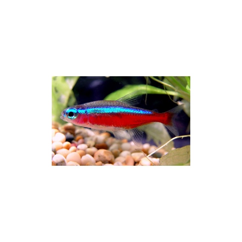 SUPER PECES - Peces de acuario - Tetra Cardenal talla Small.