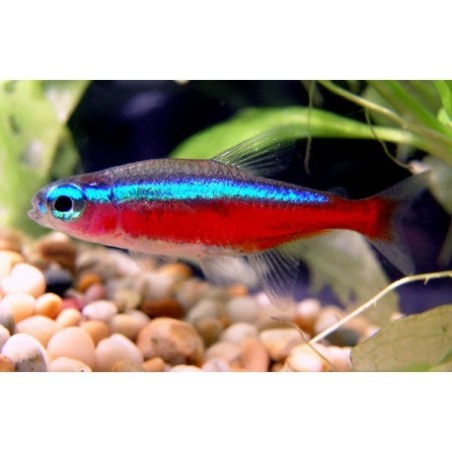 SUPER PECES - Peces de acuario - Tetra Cardenal talla Small.