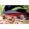 SUPER PECES - Peces de acuario - Tetra Cardenal talla Small.