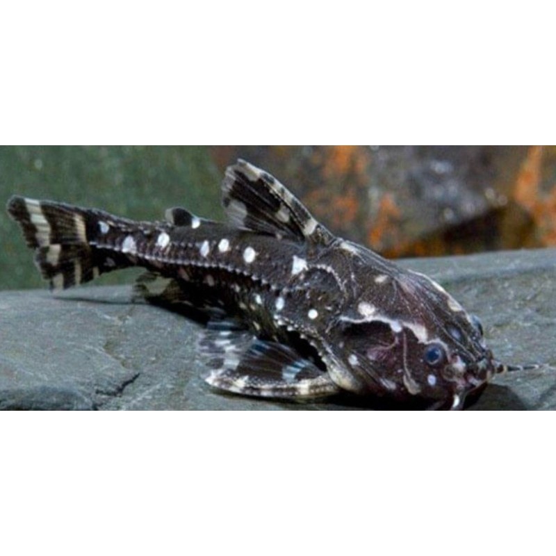 SUPER PECES - Peces de acuario - Raphael Moteado, el bagre roncador.