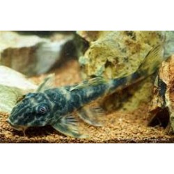 SUPER PECES - Peces de acuario - Zebra False Pleco L127, patrón rayado elegante.