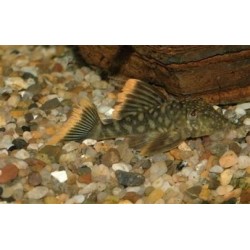 SUPER PECES - Peces de acuario - Red Peckoltia L106 Medium.