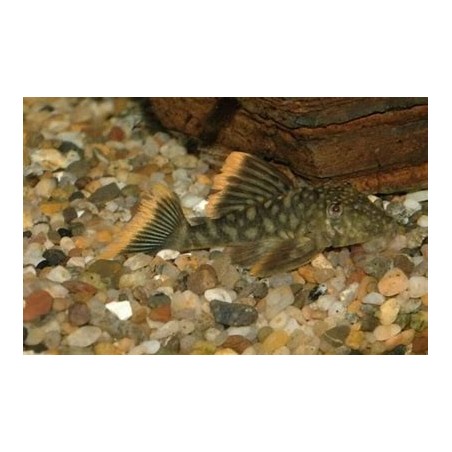 SUPER PECES - Peces de acuario - Red Peckoltia L106 Medium.