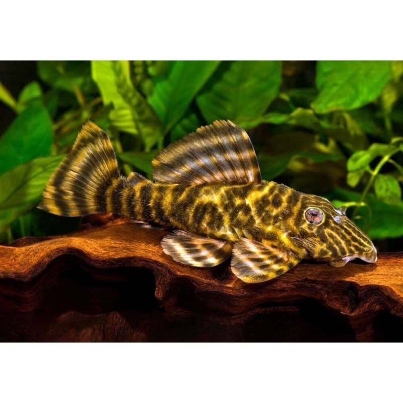 SUPER PECES - Peces de acuario - Pleco Payaso L104, el mini xilófago.