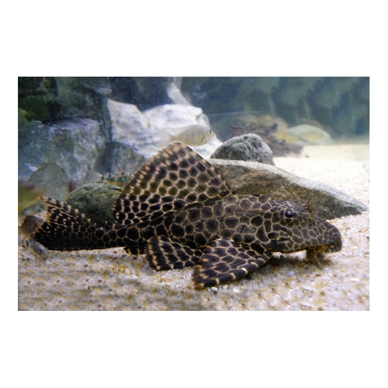 SUPER PECES - Peces de acuario - Pleco Mariposa, el clásico limpiador.