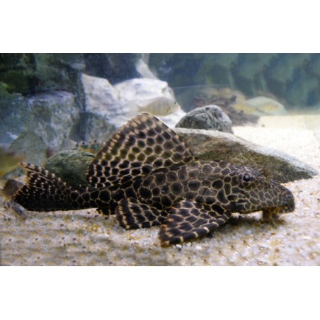 SUPER PECES - Peces de acuario - Pleco Mariposa, el clásico limpiador.