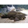 SUPER PECES - Peces de acuario - Pleco Mariposa, el clásico limpiador.
