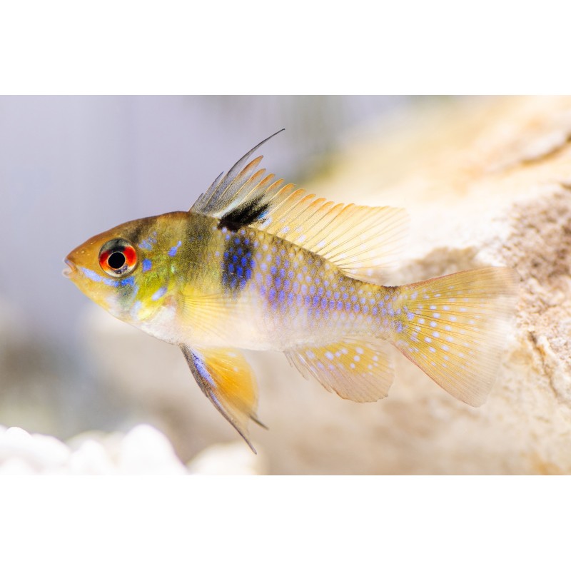 SUPER PECES - Peces de acuario - Ramirezi adulto, máxima coloración.