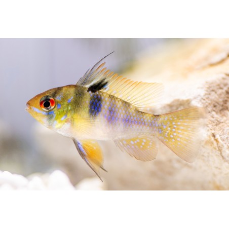 SUPER PECES - Peces de acuario - Ramirezi adulto, máxima coloración.