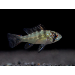 SUPER PECES - Peces de acuario - Ramirezi, el cíclido mariposa.