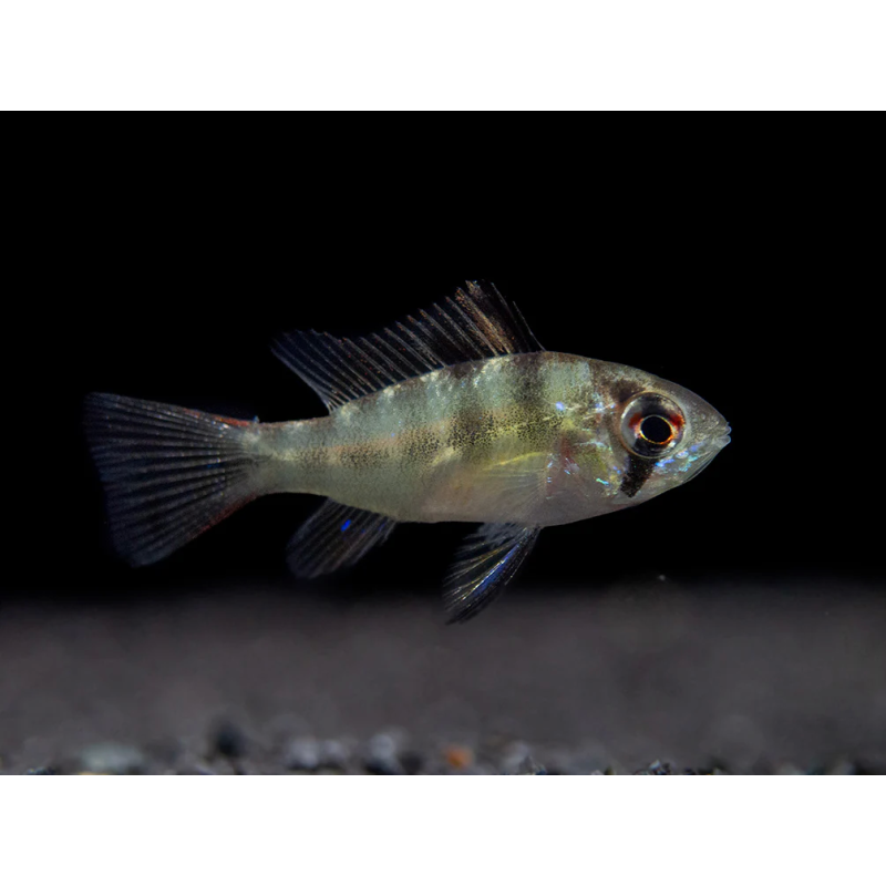 SUPER PECES - Peces de acuario - Ramirezi, el cíclido mariposa.