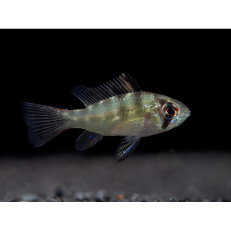 SUPER PECES - Peces de acuario - Ramirezi, el cíclido mariposa.