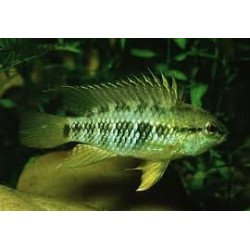 SUPER PECES - Peces de acuario - Macmasteri, el clásico robusto.