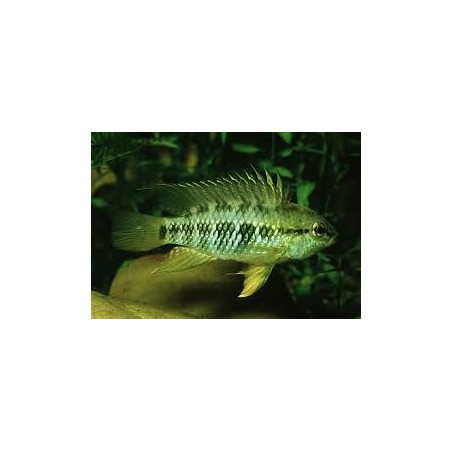 SUPER PECES - Peces de acuario - Macmasteri, el clásico robusto.