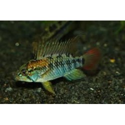 SUPER PECES - Peces de acuario - Macmasteri XL, tamaño imponente.