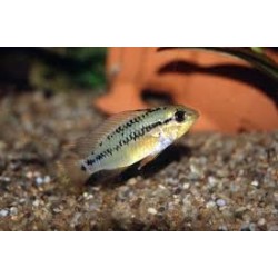 SUPER PECES - Peces de acuario - Viejita Tipo II, rojo intenso.