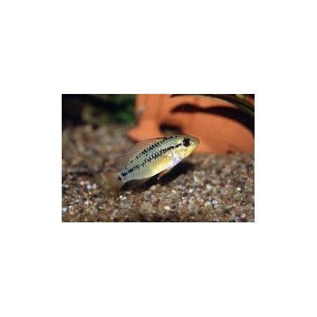 SUPER PECES - Peces de acuario - Viejita Tipo II, rojo intenso.