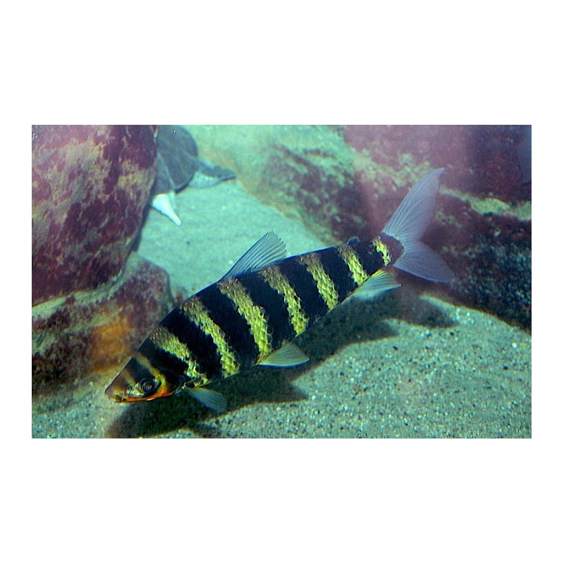 SUPER PECES - Peces de acuario - Leporinus de bandas negras, el clásico "Cebra".
