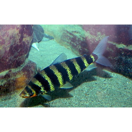 SUPER PECES - Peces de acuario - Leporinus de bandas negras, el clásico "Cebra".