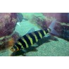 SUPER PECES - Peces de acuario - Leporinus de bandas negras, el clásico "Cebra".