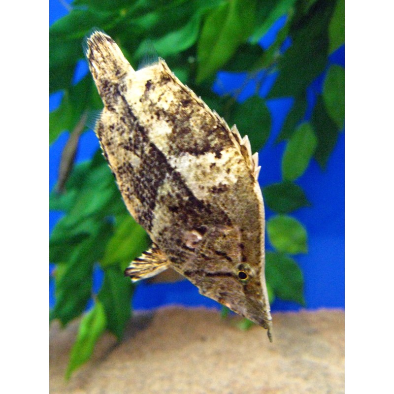 SUPER PECES - Peces de acuario - Pez Hoja, maestro del mimetismo en el acuario.