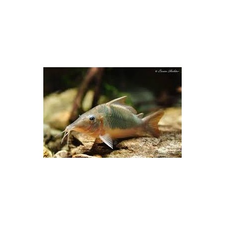 SUPER PECES - Peces de acuario - Brochis de hocico largo, el gigante de las Corydoras.