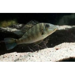 SUPER PECES - Peces de acuario - Mapiritensis, el "demonio" pacífico.