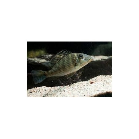 SUPER PECES - Peces de acuario - Mapiritensis, el "demonio" pacífico.