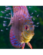 Super Peces Colombia - Medicamentos para peces