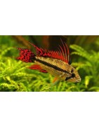 Super Peces Colombia - Cíclidos américanos