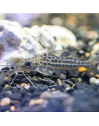 Super Peces Colombia - Pimelodella, tiburones y peces gato