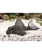 Super Peces Colombia - Plecos