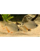 Super Peces Colombia - Caracidos