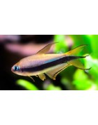 Super Peces Colombia - Tetras para acuario plantado