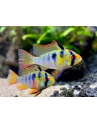 Super Peces - Peces para acuario - Ciclidos Americanos