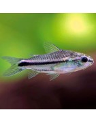 Super Peces Colombia - Corydoras