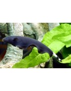 Super Peces Colombia - Otros peces de río