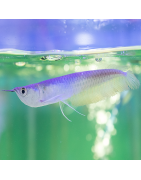 Super Peces Colombia - Arawanas