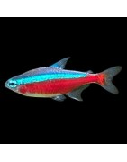 Super Peces - Peces para acuario - Peces Tetras