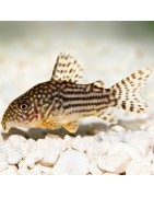 Super Peces - Peces para acuario - Corydoras